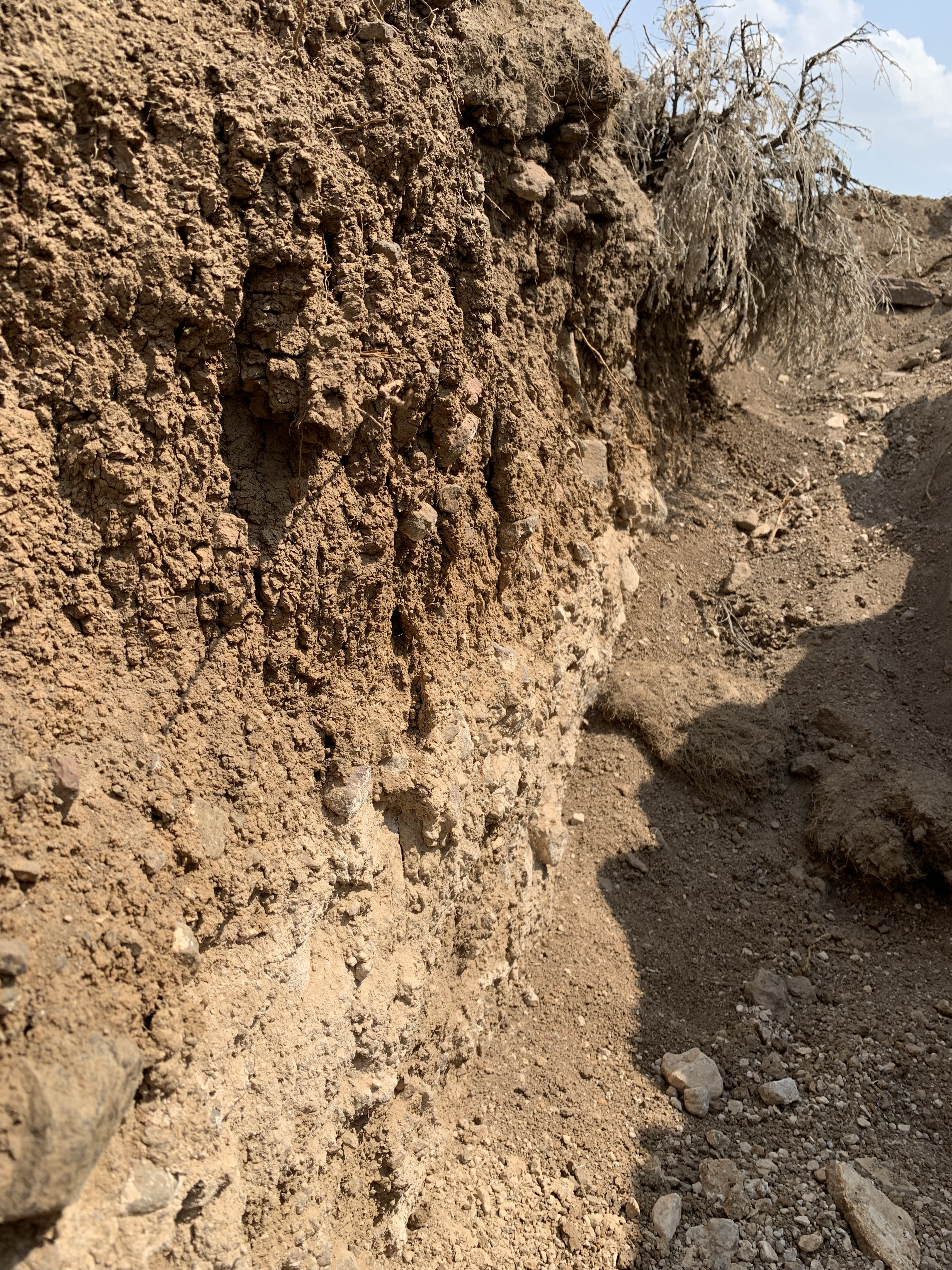 A beautiful calcic horizon exposed in an open trench at the Lower Sheep site in Reynolds Creek, Idaho.