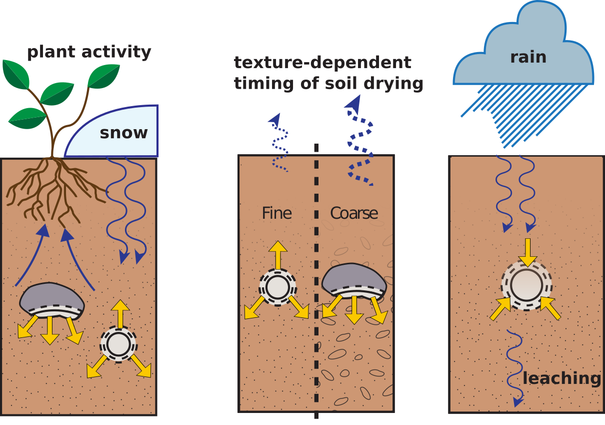 Environmental factors that can change the timing of carbonate formation.