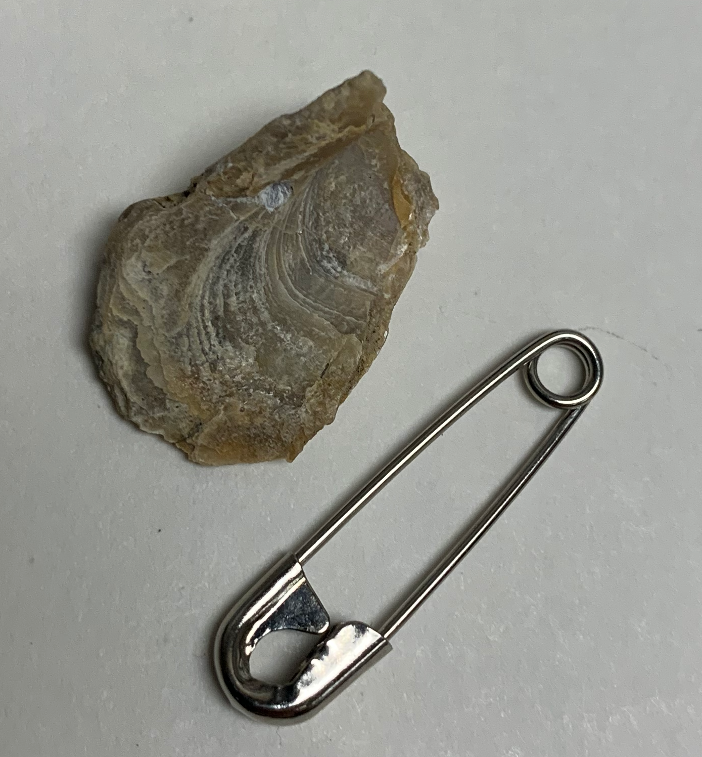 Eocene oyster shell from the Goler Fm, CA.